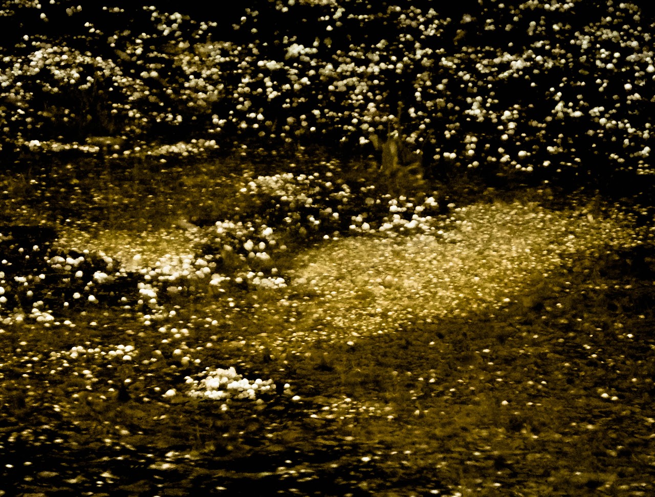 Free Water — image 4